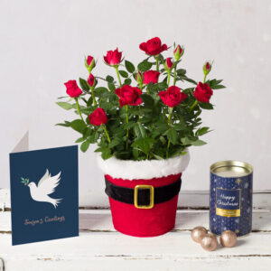 Santa Red Rose Gift