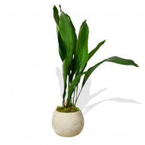 Aspidistra Elatior