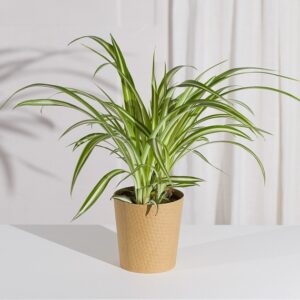 Spider Plant